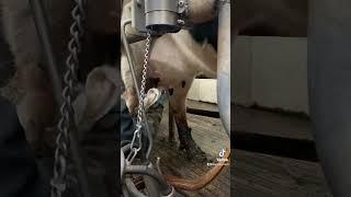 Milking a Cow