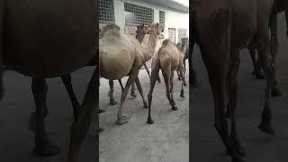 Discovering the Majestic World of Camels: Fascinating Facts, Adaptations, and Behaviors