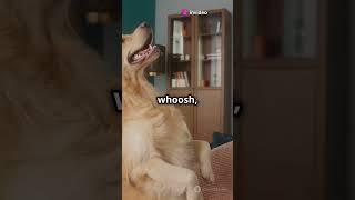 Ninja Dog Fails Hilariously!