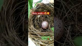  Bird's BABY Egg️ #birds #baby #virslshorts #viral #shorts #youtubeshorts #shortsfeed