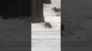 Squirrel