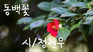 좋은시/명언/명시/ 동백꽃  정현우시인