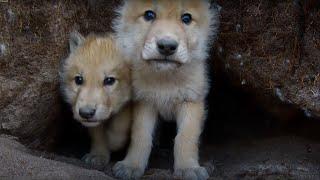 Up Close and Personal with Young Wolves | Snow Wolf Family And Me | BBC Earth