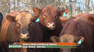 Charla con un Apasionado del Angus en Cabaña Coembotá - Francisco "Pancho" Calderón