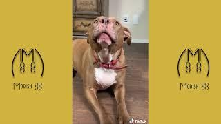 Penny the Pitbull Funny TikTok Video Compilation