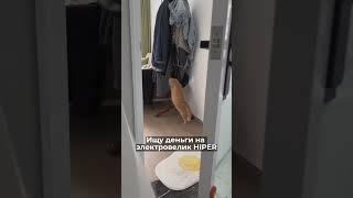 Кто ищет, тот всегда найдет электровелик в #HIPER