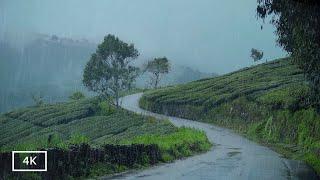 You Can Easily Sleep Well on Rainy Day | Rain Walks Compilation for Deep Sleep and Meditation