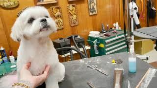 How to Create Cute Round Feet Dog Grooming Tutorial