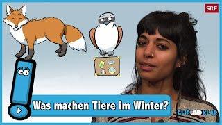 Was machen Tiere im Winter? | Clip und klar! | SRF Kids – Kindervideos