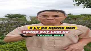 2 LÝ DO KHÔNG NÊN TRỒNG CÂY LƯỠI HỔ TRONG NHÀ