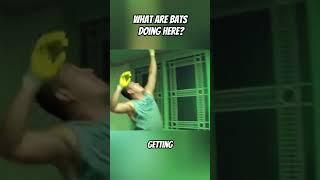FLYING CREATURES UNDER MY HOUSE #weird  #curious  #science  #interesting  #facts