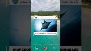 Морской дьявол в Доминикане: встретили гигантского ската на диком пляже #доминикана- iDominicana.com