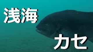 串本 カセ釣り　浅海カセ 【海釣り水中映像】