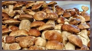 Top porcini mushrooms after the rain - October 2023