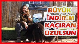 KAÇIRMA DOĞALMAMADAN BÜYÜK İNDİRİM - KÖPEK MAMASI #almankurdu