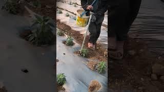 A smart tool that makes it very easy for farmers to spread fertilizer #shorts