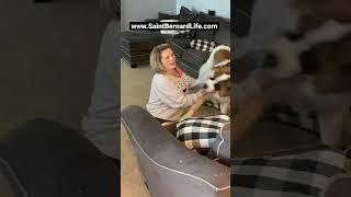 Saint Bernard excited to see owner, so CUTE ! #shorts #dogmom #cutemoments. #cutedog