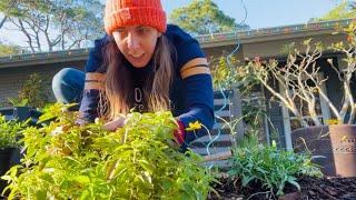 13 tips for Starting a Wildflower Garden | Native Wildflower Garden