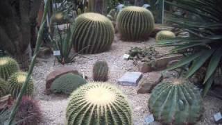 cactuses & exotic plants - Kakteen & exotische Pflanzen