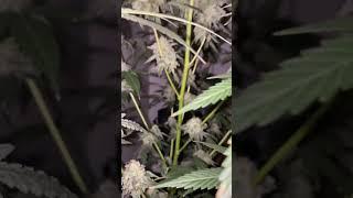 Thin mint gsc x Guava fuel @day 40