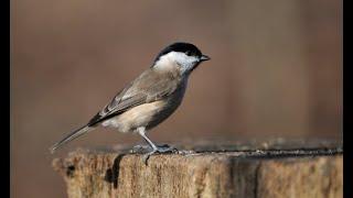 Marsh tit 1h bird sound