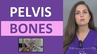 Bones of the Pelvis | Pelvic Anatomy