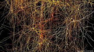 NVIDIA Omniverse neuroscience showcase v3