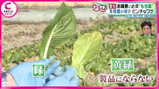 【お雑煮に必須“もち菜”】　生産量が減少…ピンチなワケ　小松菜と味の違いは…？