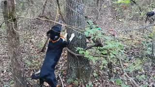 Dry Creek Hunting Dogs, squirrel hunting 10 20 2024