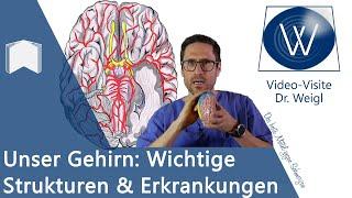 Das Gehirn: Aufbau & Funktion - 6 häufige Erkrankungen von Alzheimer über Epilepsie bis Schlaganfall