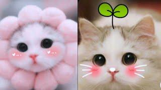 Funny Kittens Video Compilation 2024