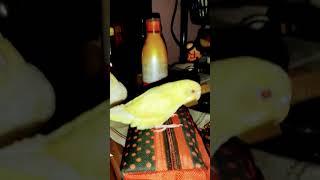 Camera shy #funny #comedy #funnyvideo #cockatiel #satisfying #happy #budgies #funnyanimals #fun