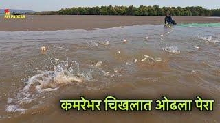 कमरेभर चिखलात पेरा ओढलात का | Mullet Fishing | Dangerous बोइस मासेमारी | Fisherman life