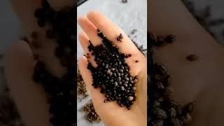 How to Use Papaya Seeds | Superfoods #shorts #papaya #zerowaste