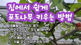 집에서 쉽게 포도나무 키우기 포도나무 관리방법