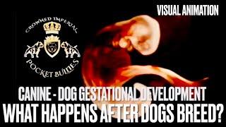 What Happens After Dogs Breed? Puppies in Womb? Dog Gestational Development Conception - Puppy Birth