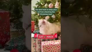 Hack for Christmas with cats!