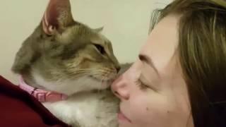 Cat licks owner