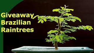 Brazilian Raintree Giveaway || 2022 summer propagation