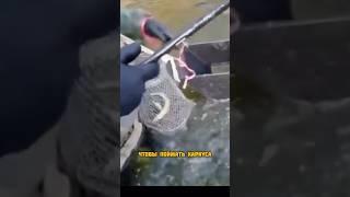 Придумали способ как ловить хариуса