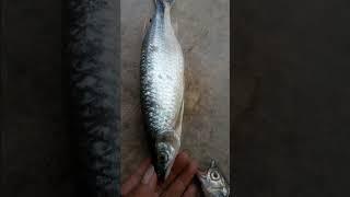 ikan seluang!!!...