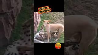 Epic Dog And Cheetah Friendship #amazinganimalsvideos