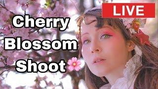  Japan Sakura LIVE & ANNOUCEMENT