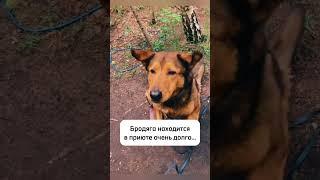 1600 день в приюте...