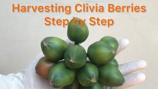 Harvesting Clivia Berries - Step by Step