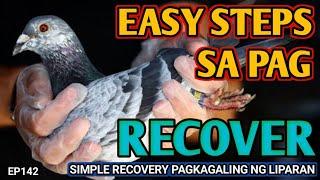 STEP BY STEP SA PAG RECOVER NG KALAPATI PAGKAUWI GALING RACE