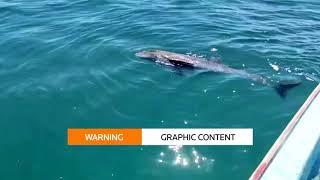 Dolphin deaths near Mauritius oil spill rise