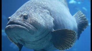 Huge Grouper Fish & Sting Ray