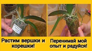 Пересадить новую орхидею из мха в кору. Мастер-класс / Transplant a new orchid from moss into bark.