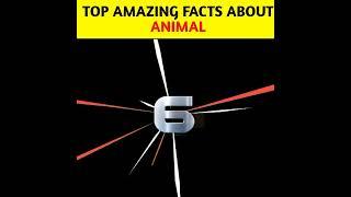 Top Amazing fact about Animals by@edushorts91 #shorts #ytshorts #youtubeshorts #facts